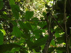 Pometia pinnata