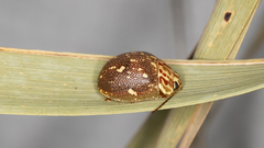 Paropsis geographica