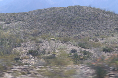 Larrea tridentata