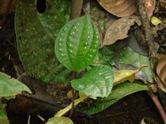 Phyllagathis rotundifolia