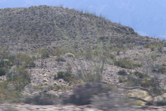 Larrea tridentata