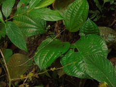 Phyllagathis rotundifolia