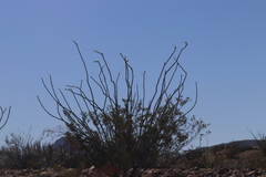 Larrea tridentata