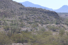 Larrea tridentata