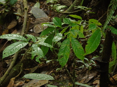 Amorphophallus
