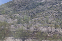 Larrea tridentata