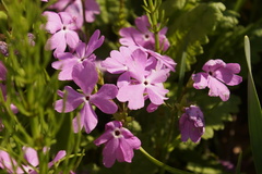 Primula sieboldii