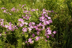 Primula sieboldii