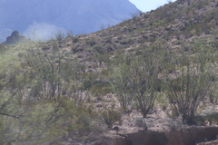 Larrea tridentata