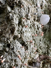 Dibaeis baeomyces