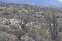 Larrea tridentata