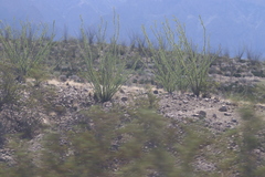 Larrea tridentata