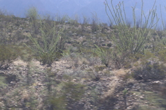 Larrea tridentata
