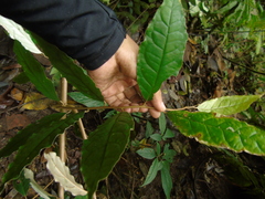Elaeagnus conferta