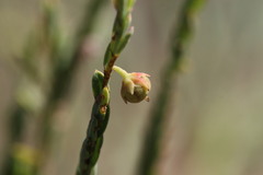 Phyllanthus aridus