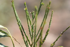 Phyllanthus aridus