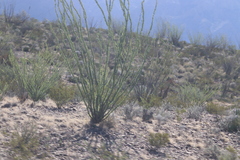 Larrea tridentata
