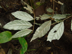Elaeagnus conferta