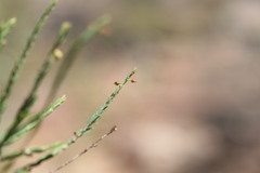 Phyllanthus aridus
