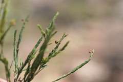 Phyllanthus aridus