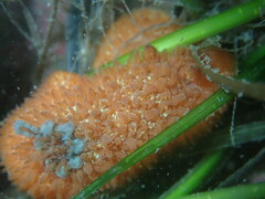 Acanthodoris lutea
