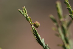 Phyllanthus aridus