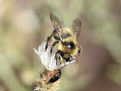 Bombus bifarius