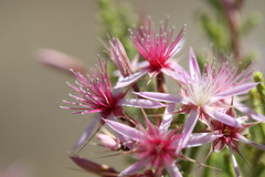 Calytrix exstipulata