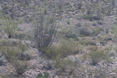 Larrea tridentata