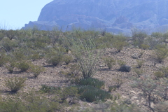Larrea tridentata
