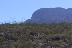 Larrea tridentata