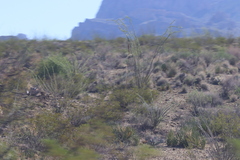 Larrea tridentata