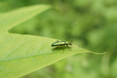 Arthromacra viridissima