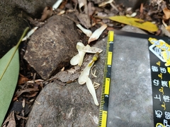 Magnolia compressa