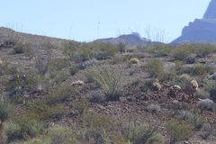 Larrea tridentata