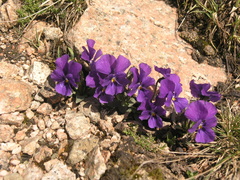 Viola altaica