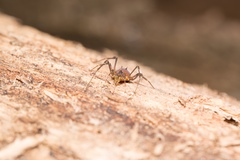 Discocyrtus testudineus