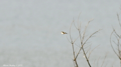 Tachycineta thalassina