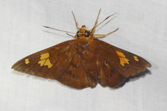 Dyscophellus phraxanor