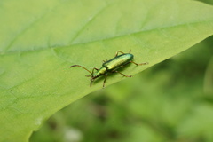 Arthromacra viridissima