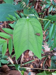 Passiflora costaricensis
