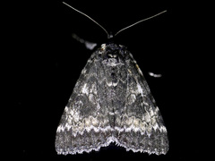 Catocala briseis