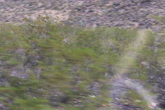 Larrea tridentata
