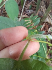 Passiflora costaricensis