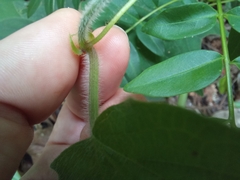 Passiflora costaricensis