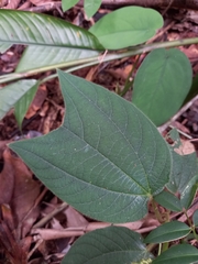Passiflora costaricensis