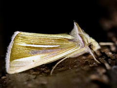 Plusia venusta