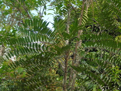 Eurycoma longifolia