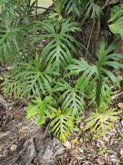 Image of Philodendron radiatum