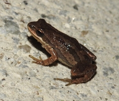 Pseudacris triseriata